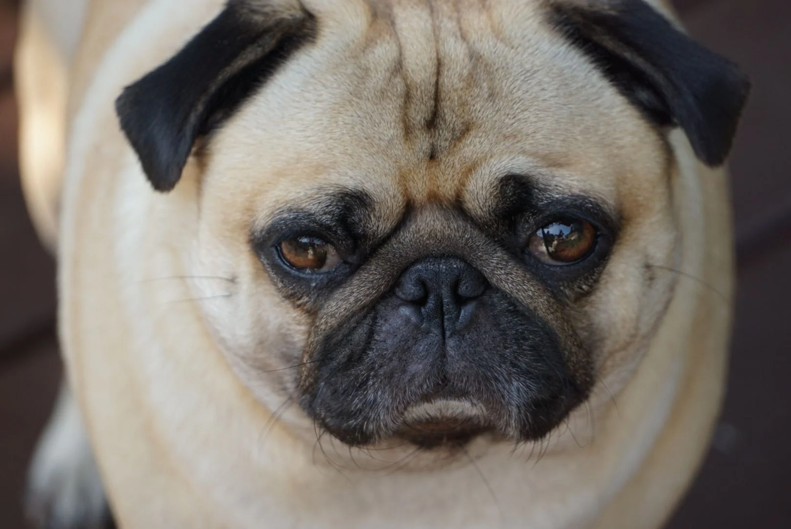 Avatar utilizator Feri TheHun